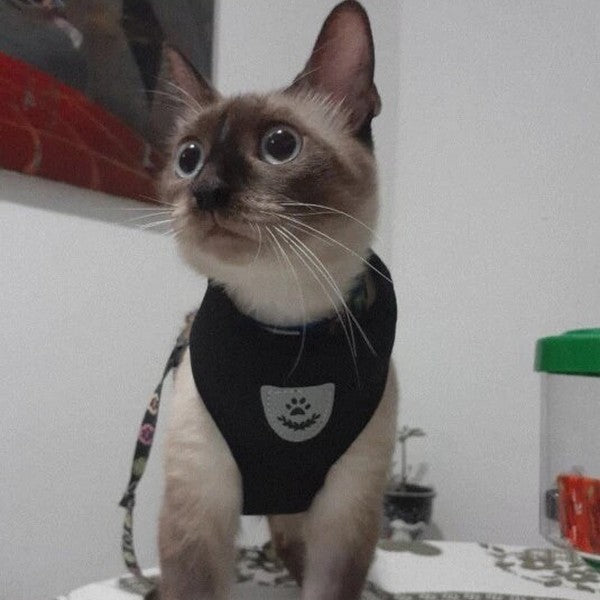 Harnais pour chat renforcé XtraConfort – Au bonheur du chat - Boutique  d'accessoires pour votre chat et pour vous