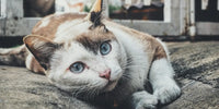 FeLV chez le chat : Vaincre la leucémie féline