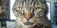 Photo d'un chat sénior - Changements comportementaux chez les chats seniors