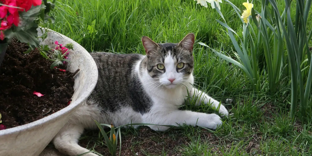 Jardin sécurisé pour chat : Guide ultime pour un félin heureux et en sécurité