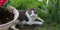 Chat allongé dans son jardin sécurisé