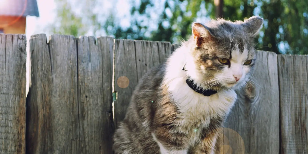 Comportement des chats : comprendre les effets des saisons