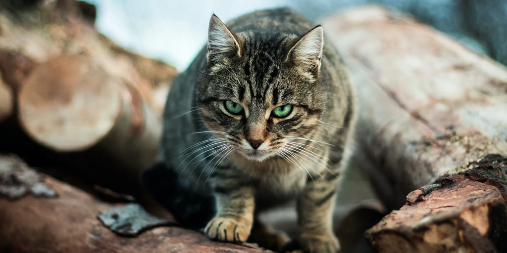 Comment choisir la bonne litière pour son chat ?