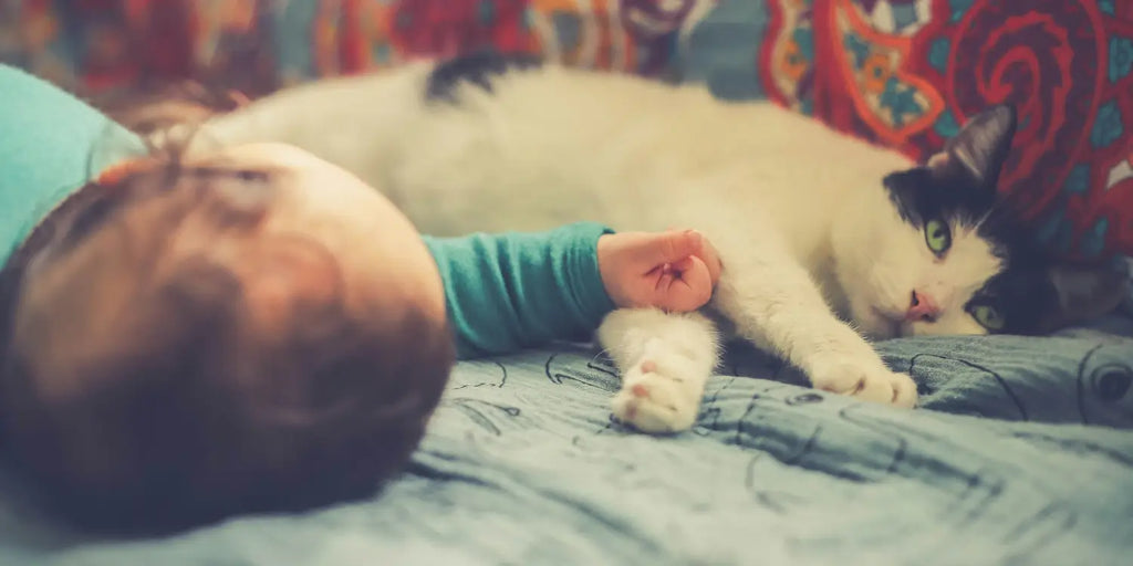 Intégrer un bébé dans un foyer avec chat - Guide pratique